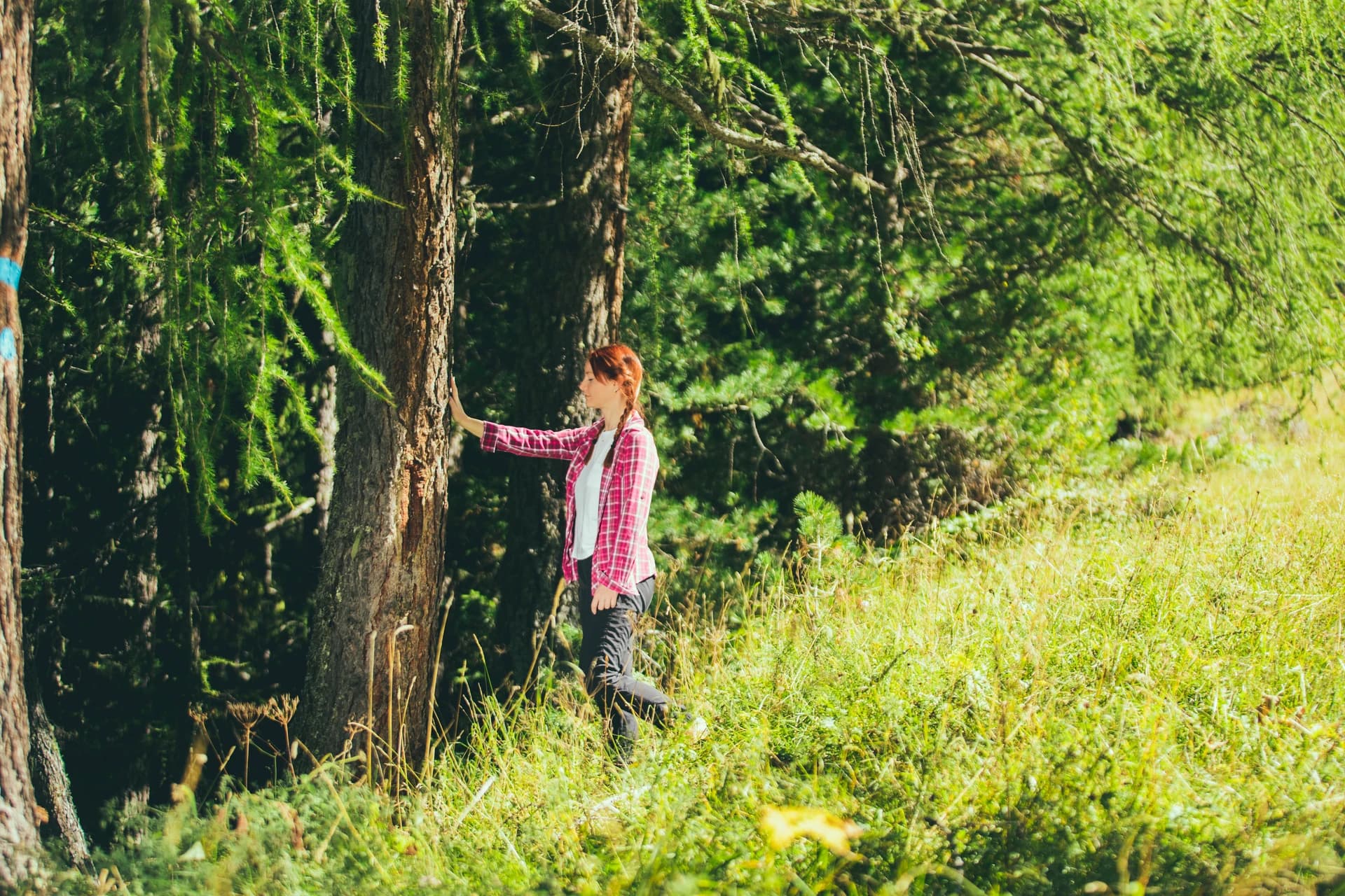 Sentiero del Latemar con vista sulle Dolomiti e foresta di abeti
