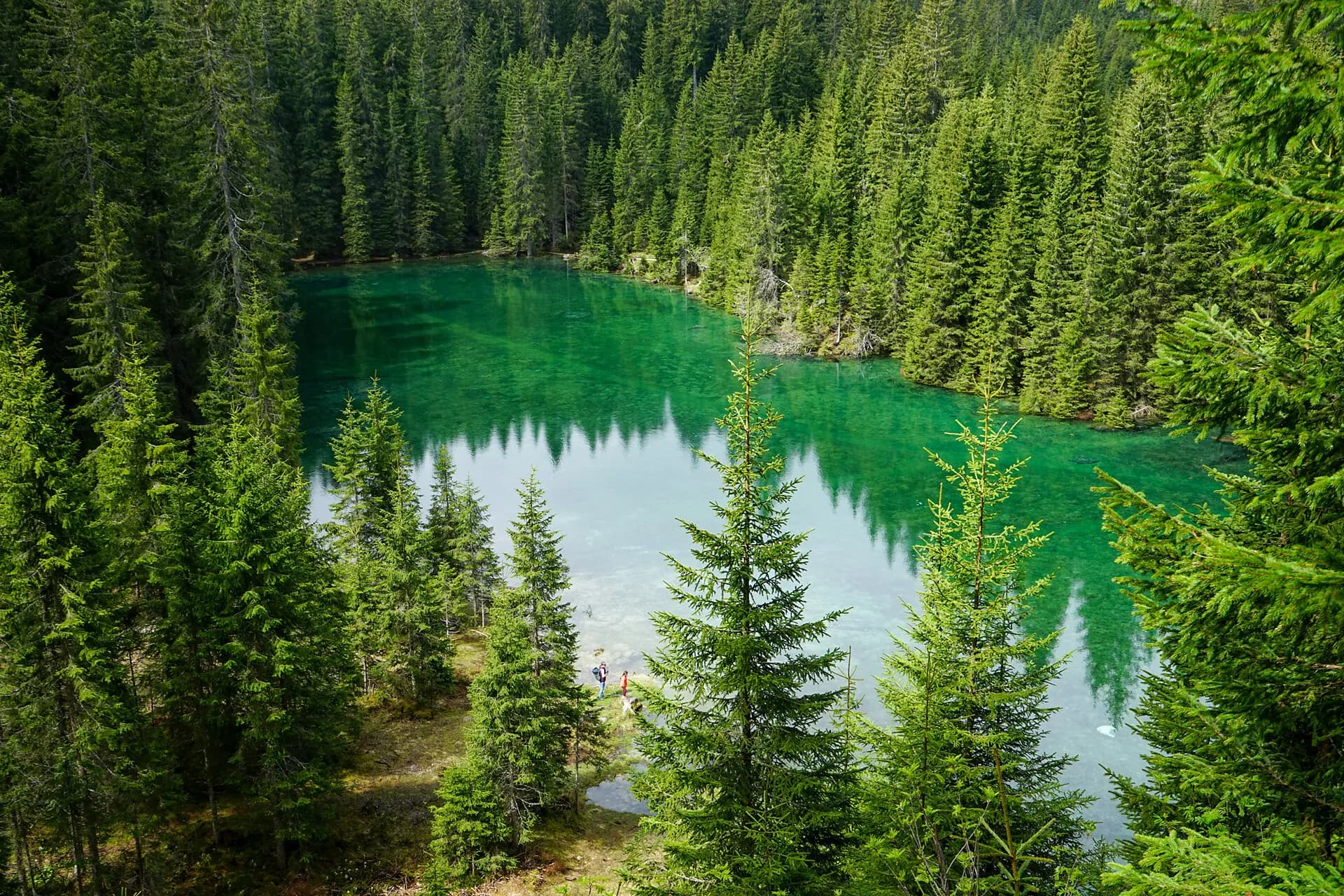 Lago di Mezzo immerso nel bosco di abeti
