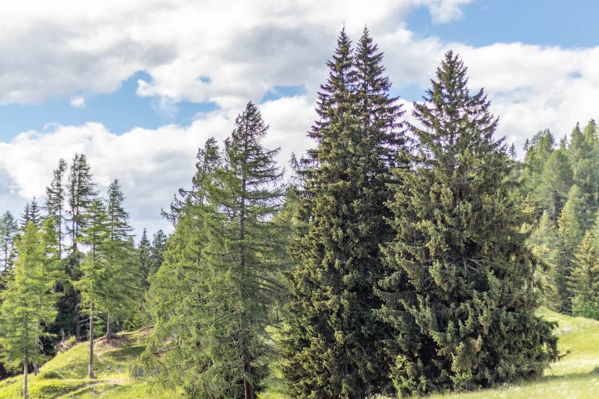 Latemar-Massiv vom Panoramaweg gesehen