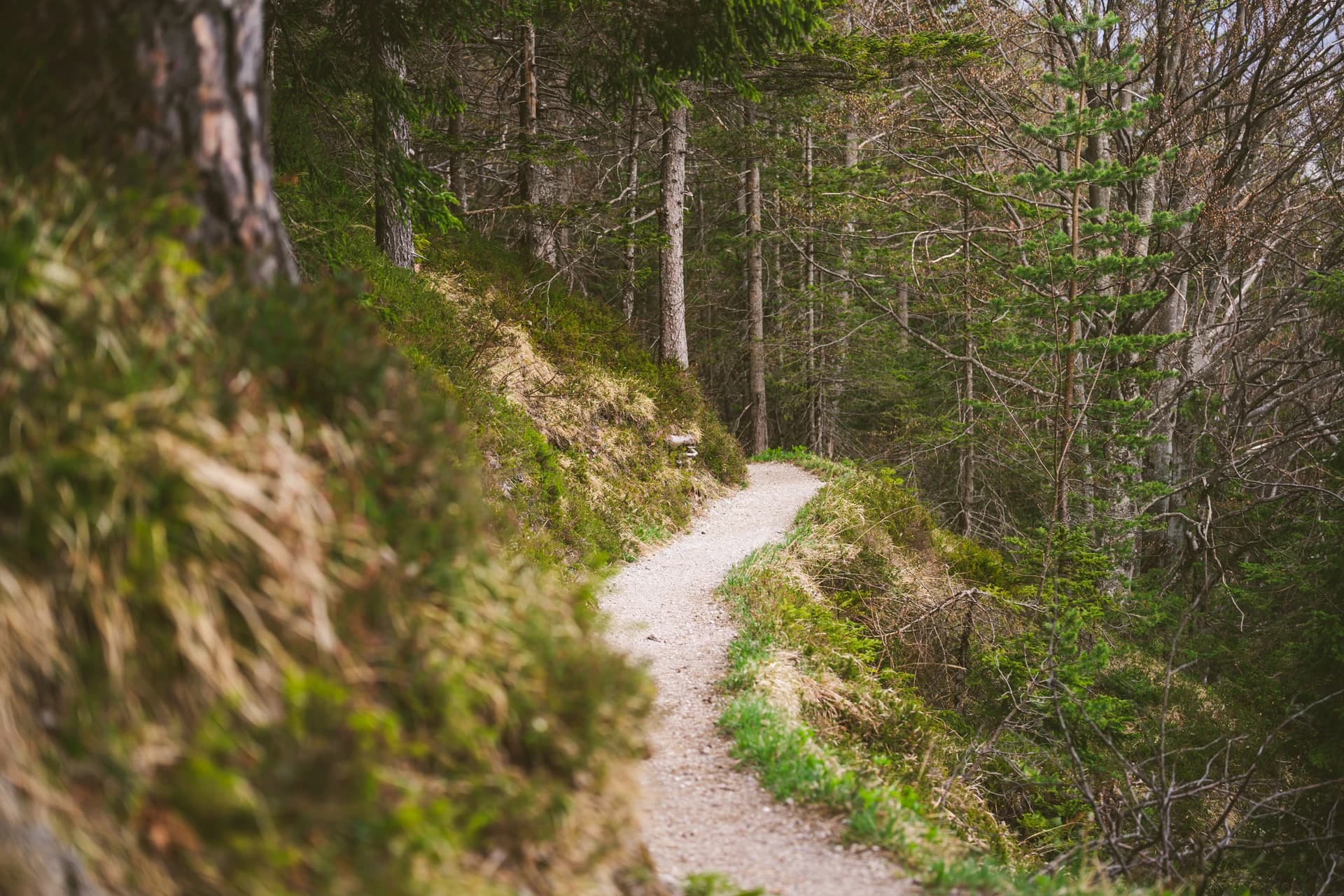 Latemar-Labyrinth mit Felsblöcken und Wanderweg zwischen den Felsen in den Dolomiten